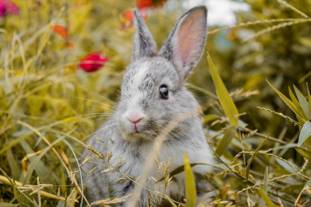 animal, rabbit, mammal-6871771.jpg