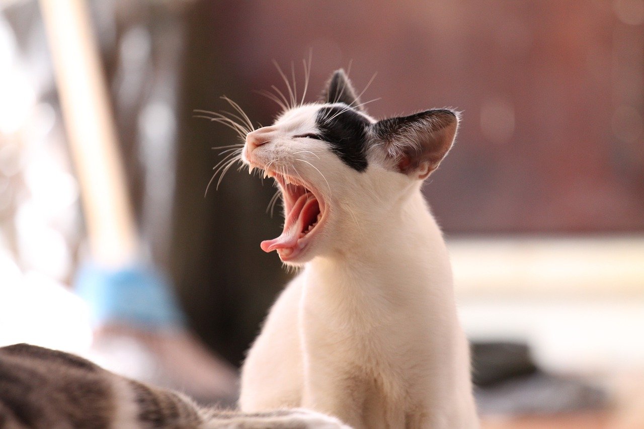 cat, pet, yawning-339400.jpg