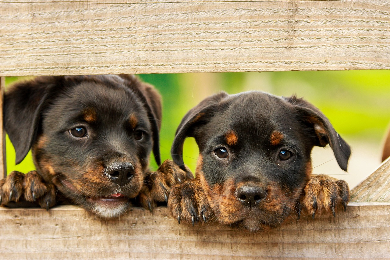 rottweiler, puppy, dog-1785760.jpg