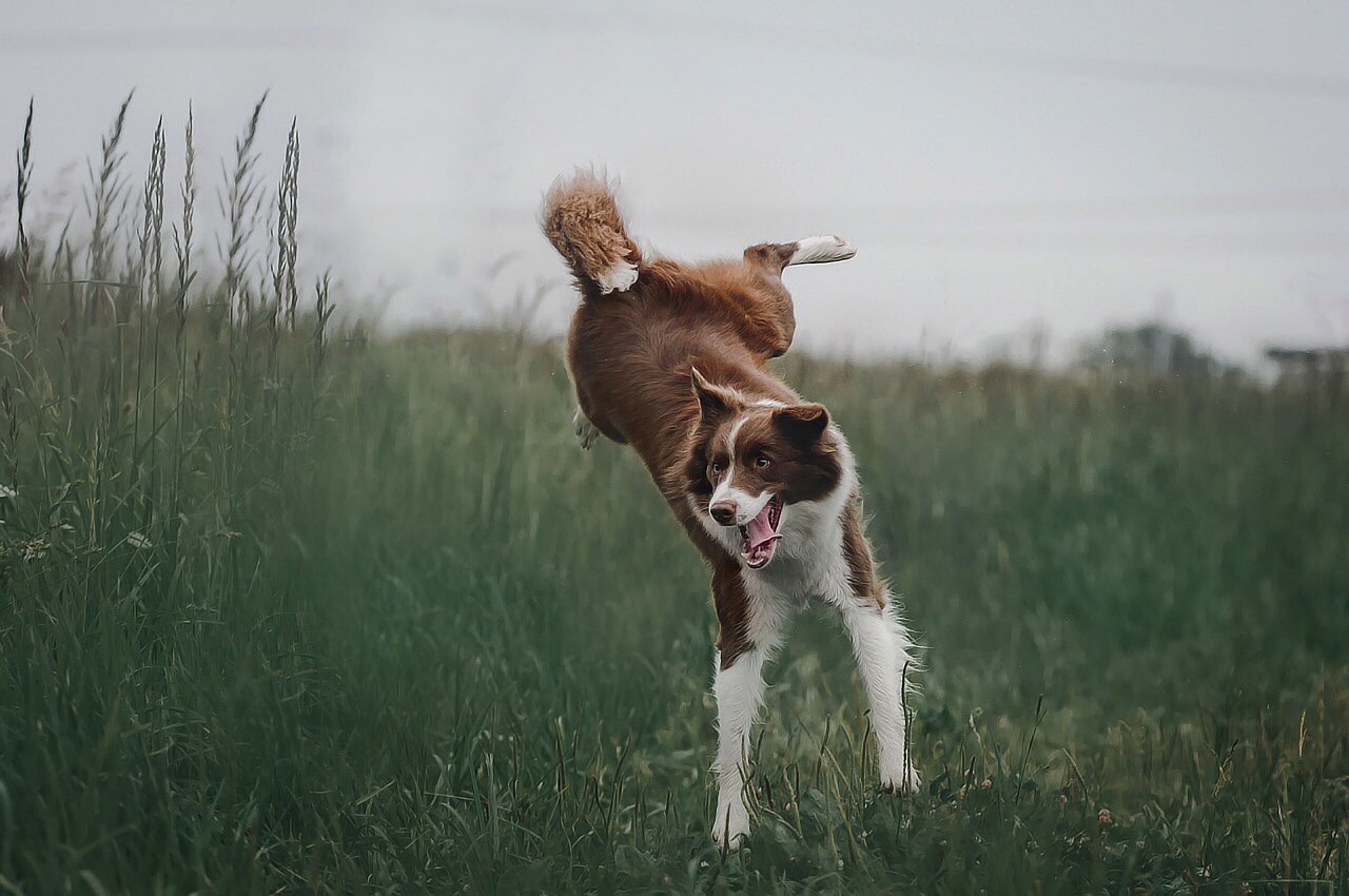 dog, border collie, breed-4441585.jpg