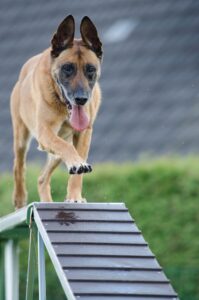 agility, web, catwalk-748271.jpg