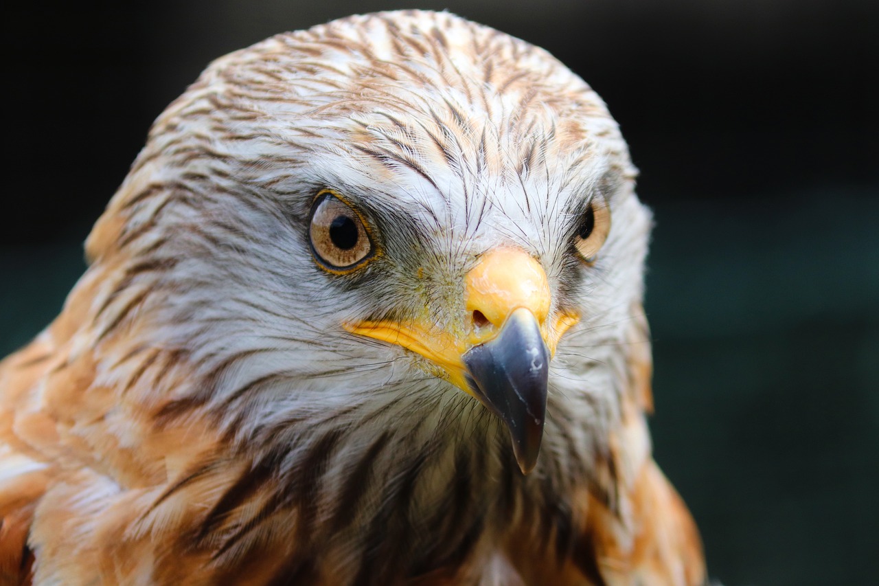 buzzard, desert buzzard, bird-5501613.jpg